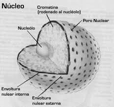 Definição de núcleo celular