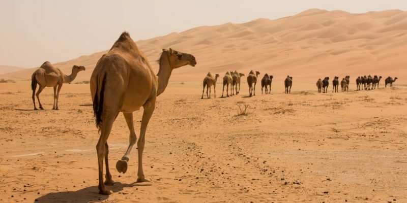 Cum sunt clima, flora și fauna din deșert?