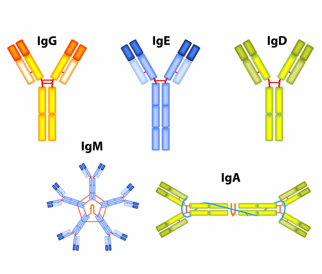 Определение IgG и IgM